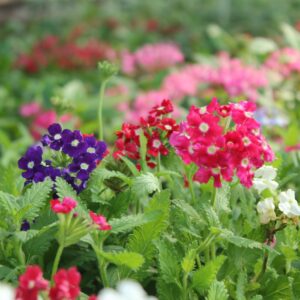 Verbena Hybrida Ideal Florist Mix