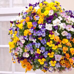 Viola cornuta Winter Trailing Teardrops Mix F1