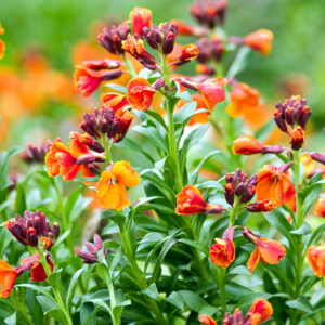 Wallflower English Seeds