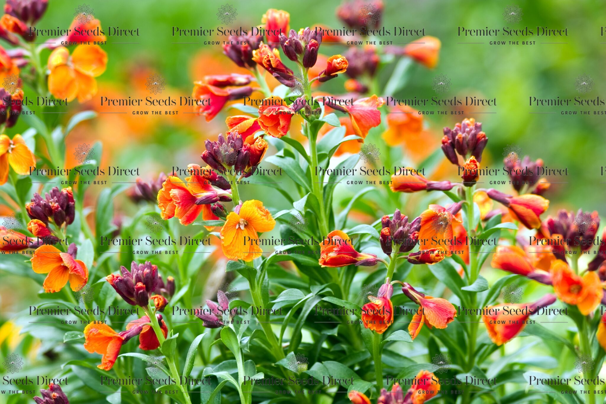 Wallflower English Fire King Flowers Wallflowers English Premier Seeds Direct Ltd.