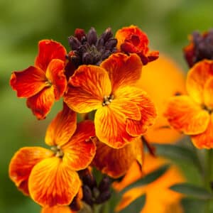 Wallflower Fire King