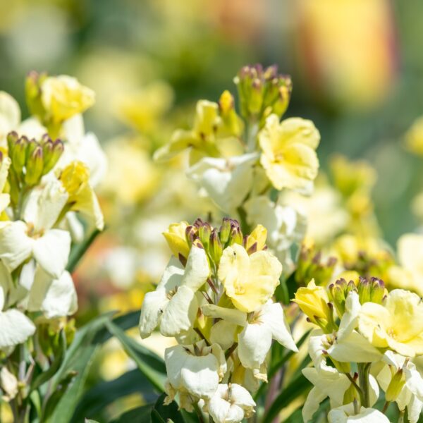Wallflower English Ivory White - Image 2