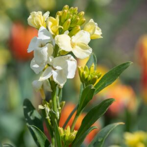 Wallflower English Ivory White