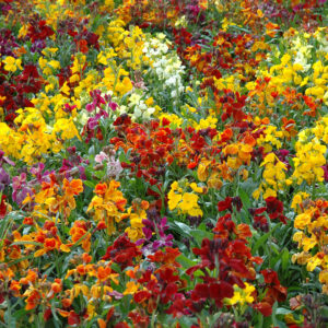 The Fair Lady Mix of English Wallflowers in a variety of colours including red, orange, yellow, and purple pink