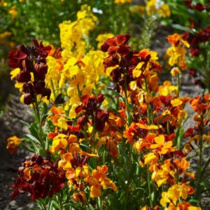 Wallflower Fair Lady Mix