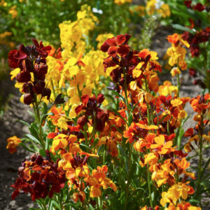 Fair Lady Mix of Wallflowers in shades of red, orange, and yellow