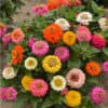 Zinnia Thumberlina