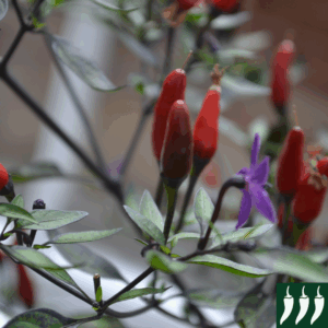 Hot Chilli Pepper Zimbabwe Black