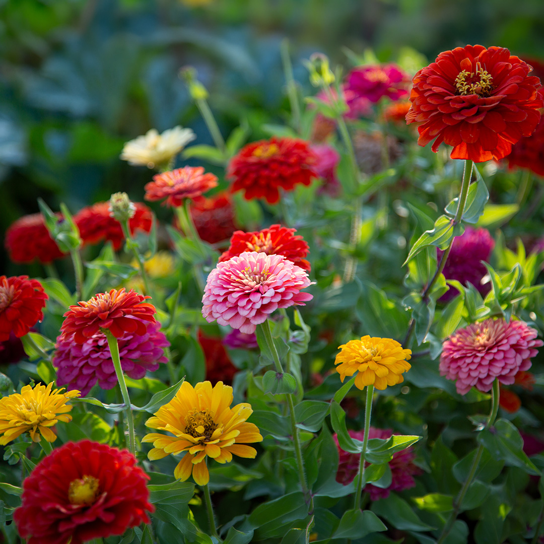 California Giant Mix of Zinnia flowers with bright colours in yellow, pink, red, and orange