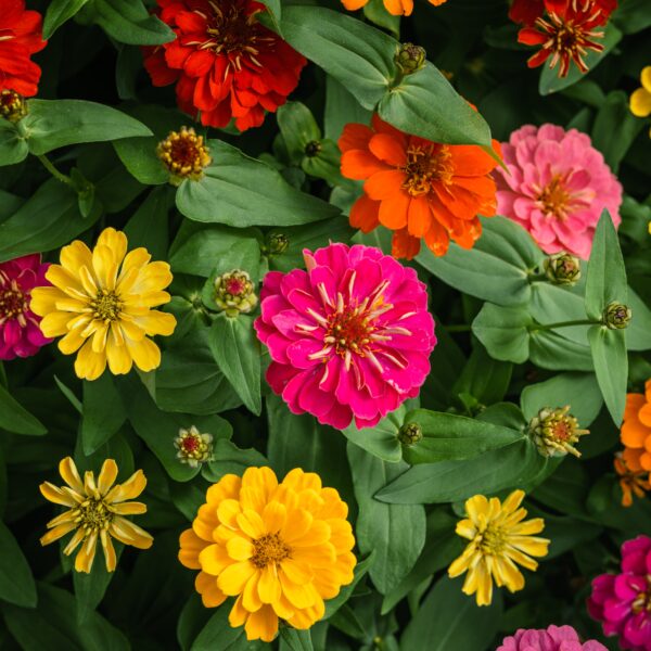 Zinnia Dahlia Mix - Image 2