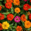 Zinnia Dahlia Mix - Image 3