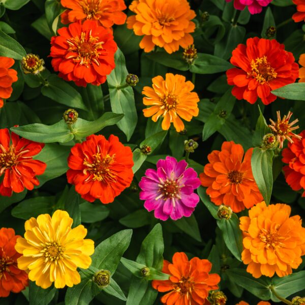 Zinnia Dahlia Mix - Image 3