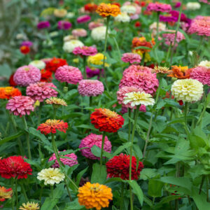 Dahlia Mix of Zinnia flowers blooming in a field in red, prink, orange, yellow, and white