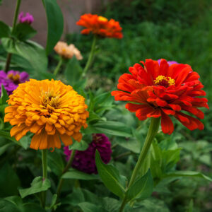 Brightly coloured Dwarf Thumbelina Zinnia flowers in red, yellow, orange, and purple