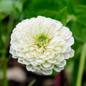 Zinnia Giant Polar Bear