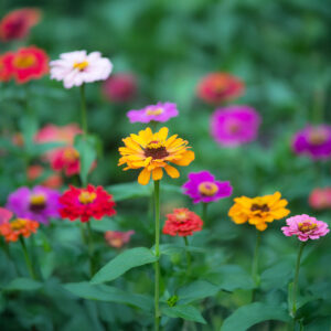 Lilliput Mix of Zinnia flowers in yellow, pink, red, and white with blurred green background
