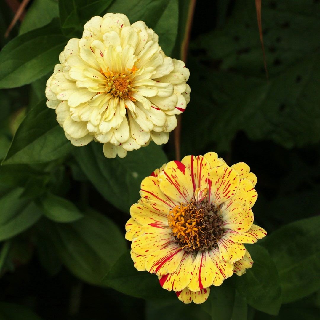 Peppermint Stick Zinnia flowers in dappled shades of yellow, orange, and cream
