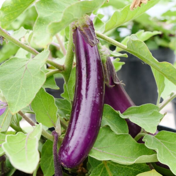 Italian Aubergine Long Purple