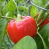 Sweet Pepper California Wonder 300 Tmr - Image 2