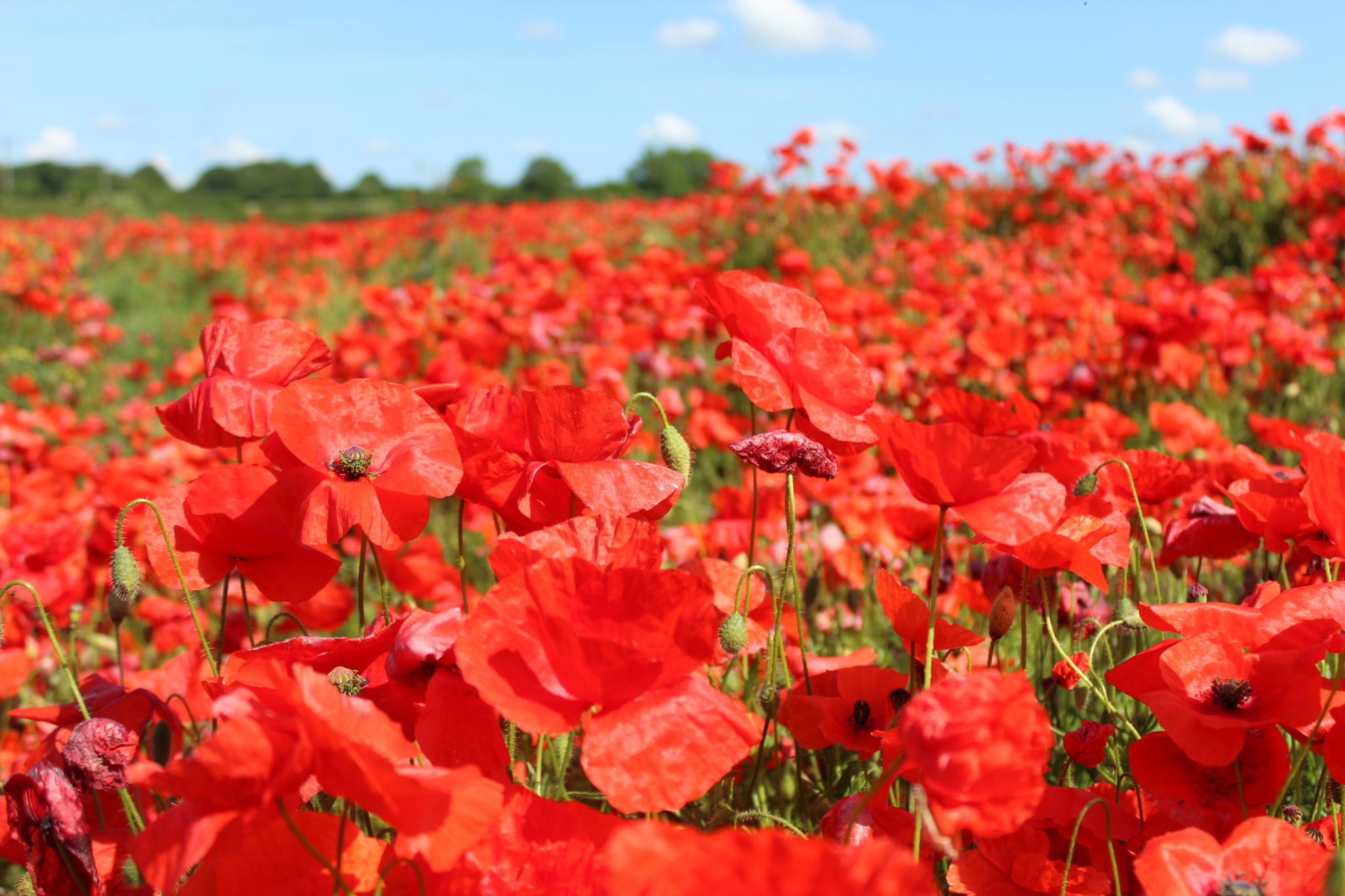 Corn Red Field Poppy Flanders Papaver Rhoeas – Premier Seeds Direct