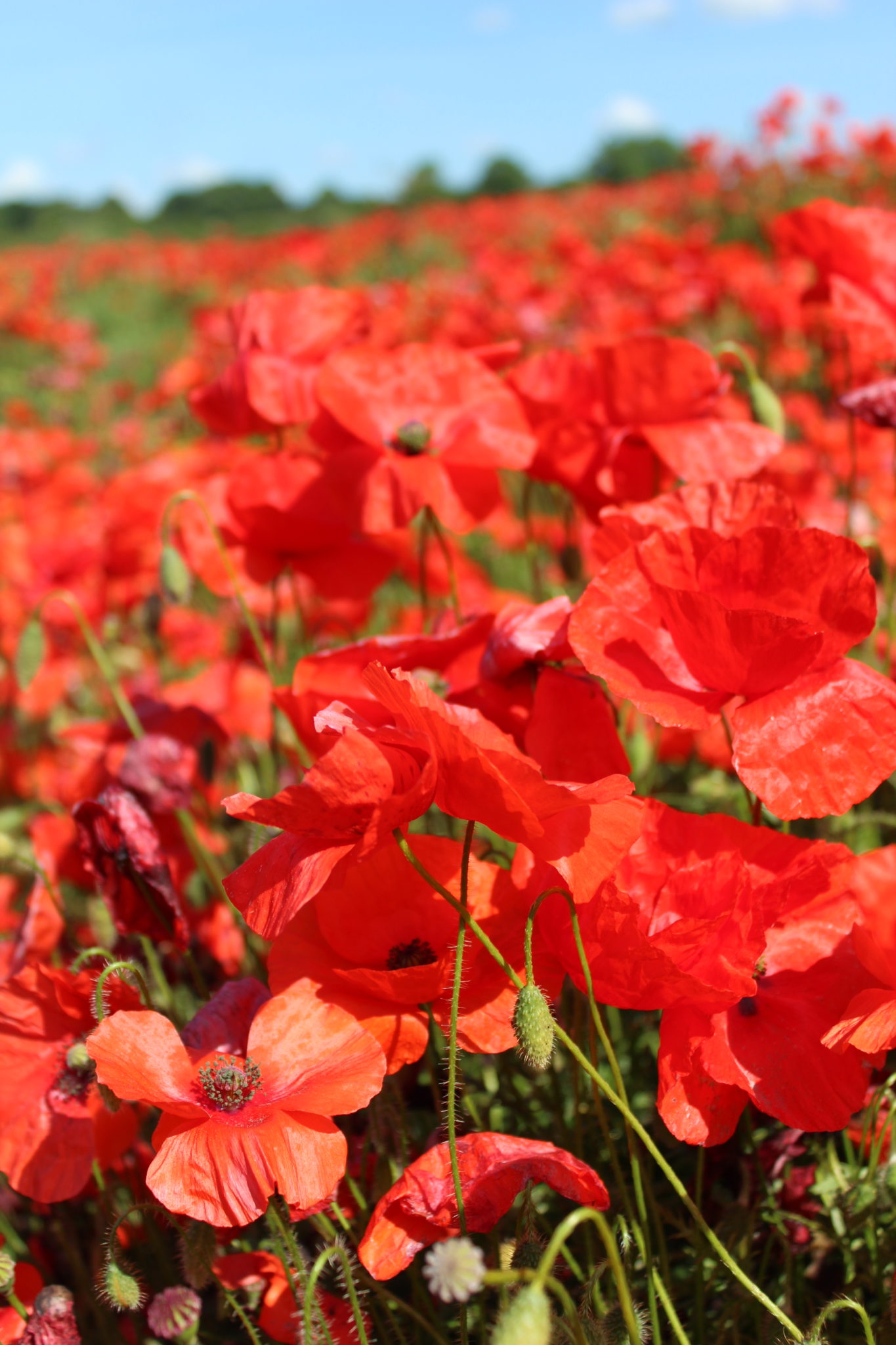 Corn Red Field Poppy Flanders Papaver Rhoeas – Premier Seeds Direct