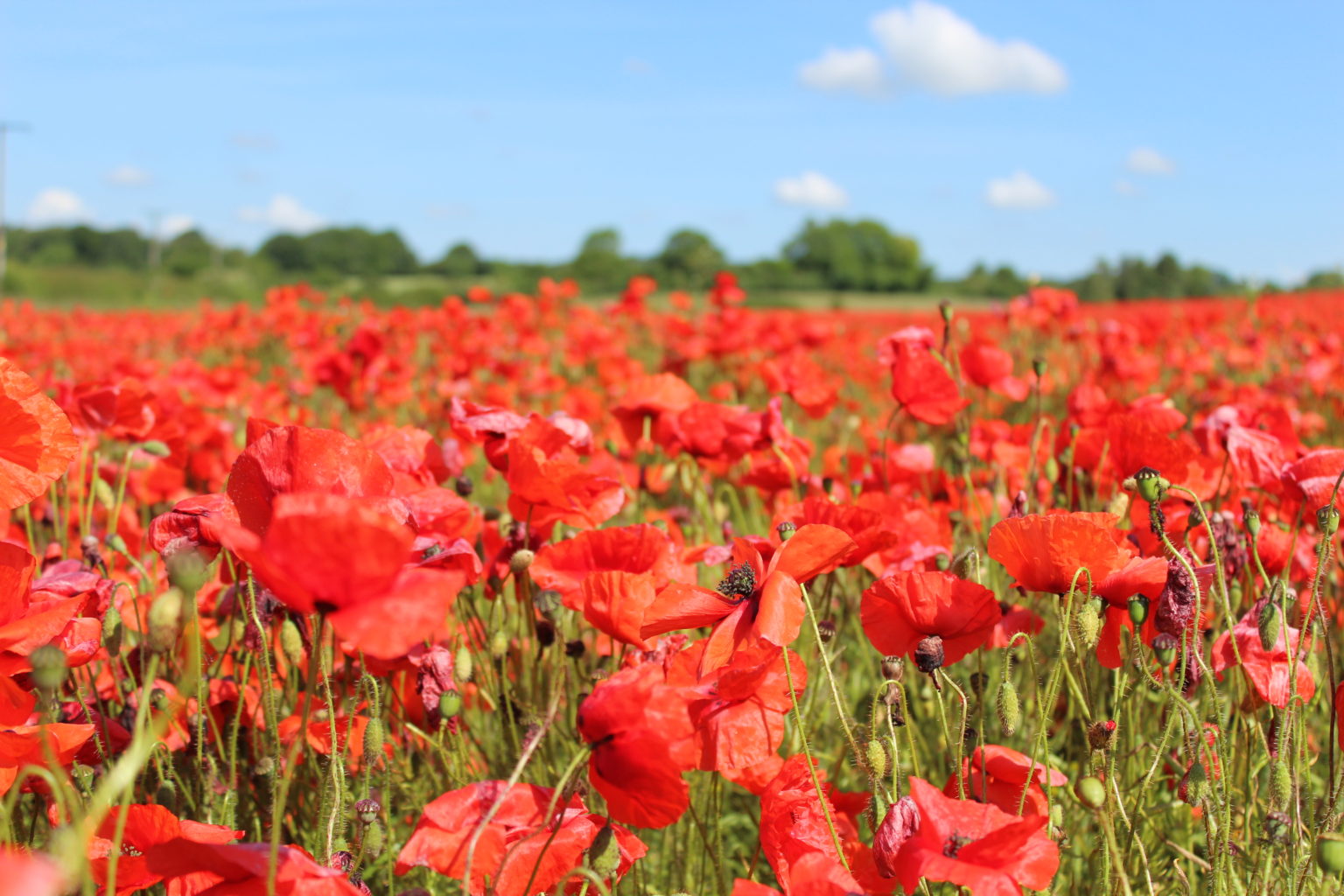 Corn Red Field Poppy Flanders Papaver Rhoeas | Flowers |Poppy | Premier ...