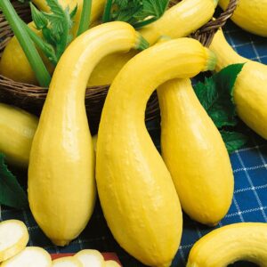 Squash Summer Crookneck
