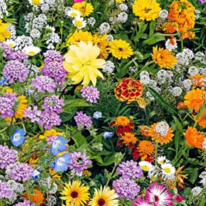 Butterfly & Bee Flower Mix