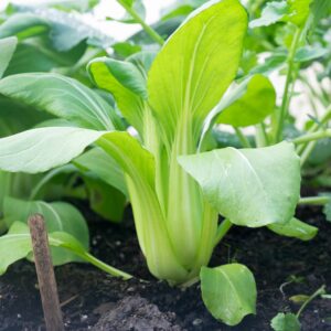 green stem pack choi with big green leaves, in soil