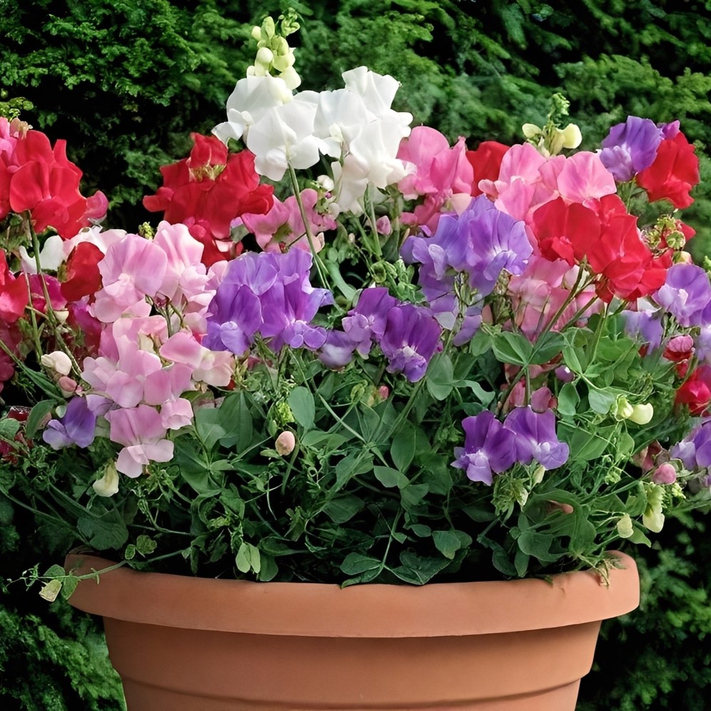 Sweet Pea Dwarf Bijou Mix