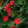 Morning Glory Ipomoea Quamoclit Red Feather - Image 2