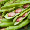 Broad Bean Pink Karmazyn