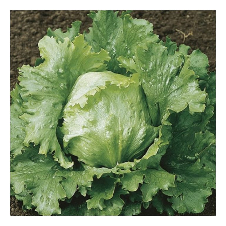 Lettuce Crisphead bs Wonderful Vegetables Lettuce Premier