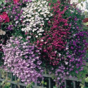 Lobelia (Trailing) Cascade Mix
