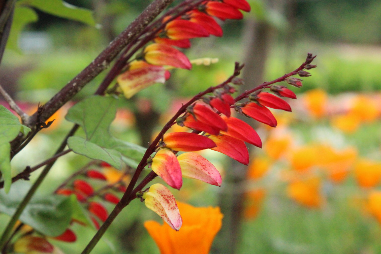 Mina Lobata Jungle Queen | Flowers | Premier Seeds Direct ltd