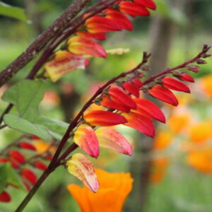 Mina Lobata Seeds