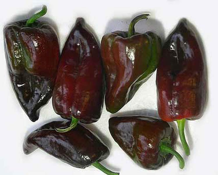 pepper mulato isleno - Premier Seeds Direct