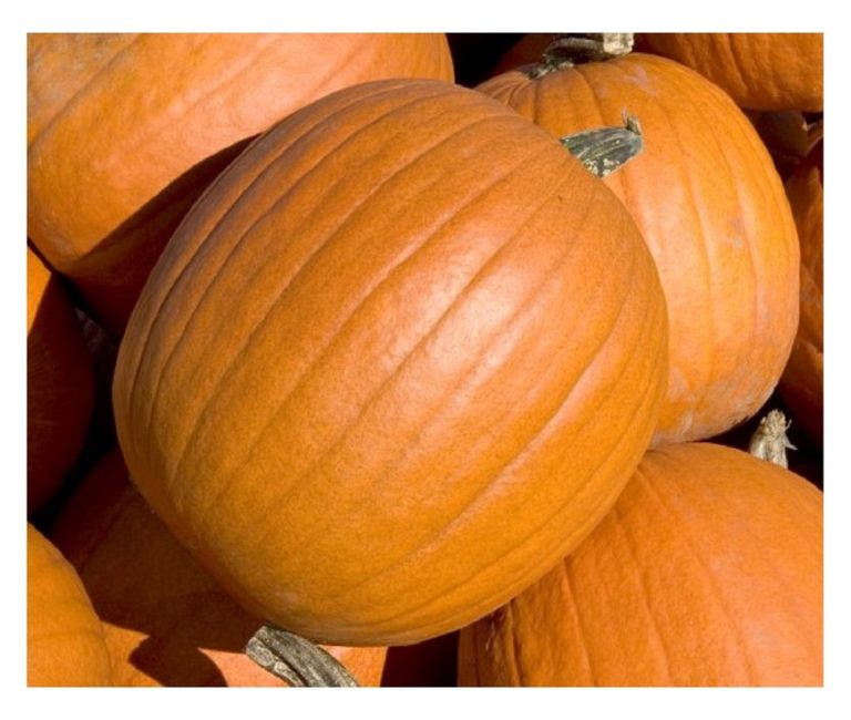 Pumpkin Mammoth Gold | Pumpkin | Premier Seeds Direct ltd