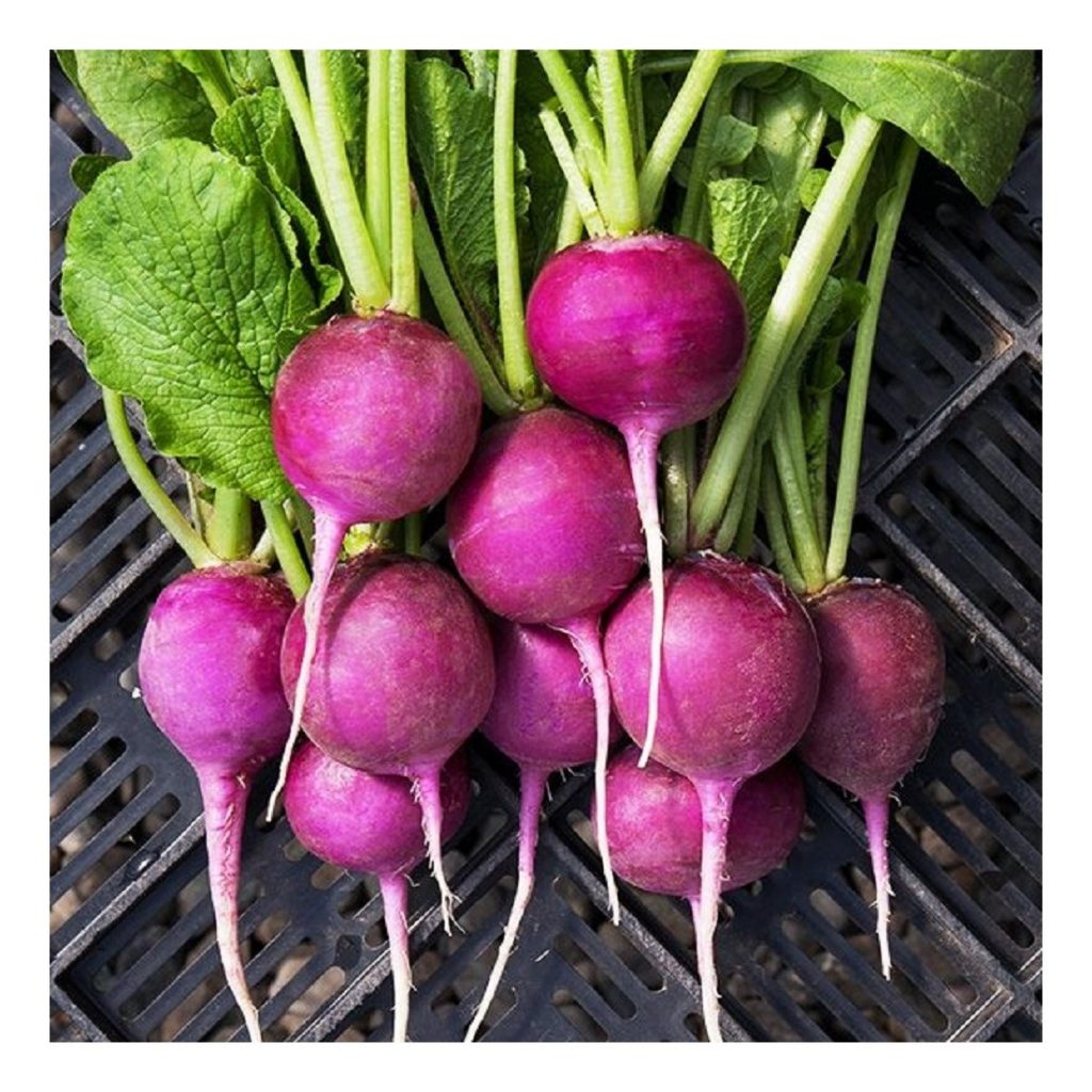 Radish Plum Purple Organic Organic Radish Premier Seeds Direct ltd