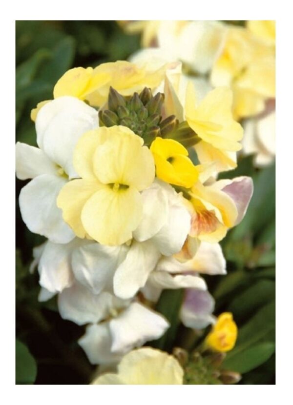 Wallflower English Ivory White | Flowers | Wallflower | Premier Seeds ...