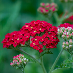 Achillea Millefolium Yarrow plant in the Rubra Red variety