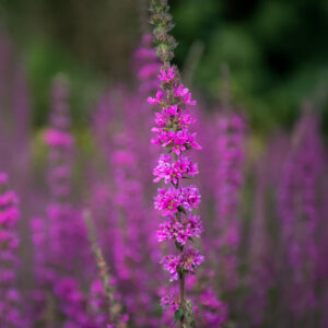 Purple Loosestrife Lythrum flowers growing upright in a field