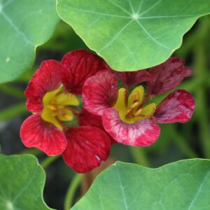 Purple Emperor Nasturtium flowers with deep purple burgundy petals and a yellow throat with large, flat, bright green leaves in the sun