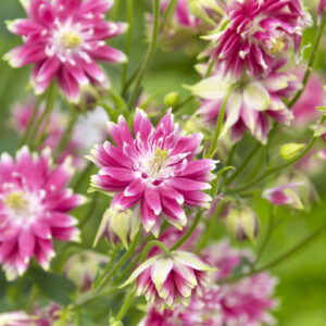 Aquilegia Seeds