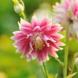 Aquilegia (Columbine) Nora Barlow