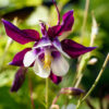 Aquilegia Columbine - William Guinness