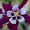Aquilegia Columbine - William Guinness - Image 2