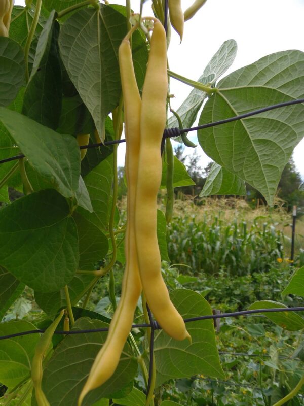 VEGETABLE CLIMBING GOLDEN YELLOW BEAN NECKARGOLD | Bean | Premier Seeds ...