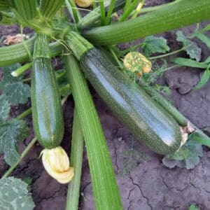 Green Defender Courgettes growing on the plant with yellow blossoms and soil