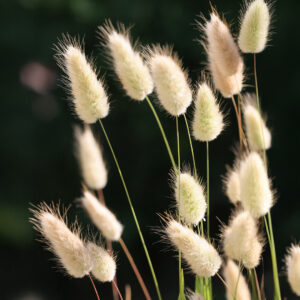 Ornamental Grass - Lagurus Ovatus Bunny Tails